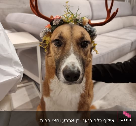 כלב עם קרניים מלאכותיות ופרחים על הראש